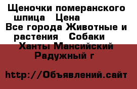 Щеночки померанского шпица › Цена ­ 25 000 - Все города Животные и растения » Собаки   . Ханты-Мансийский,Радужный г.